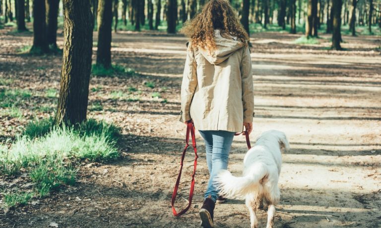 Bustle – 16 Dog Breeds That Can Help You Manage Stress & Anxiety, According To Experts