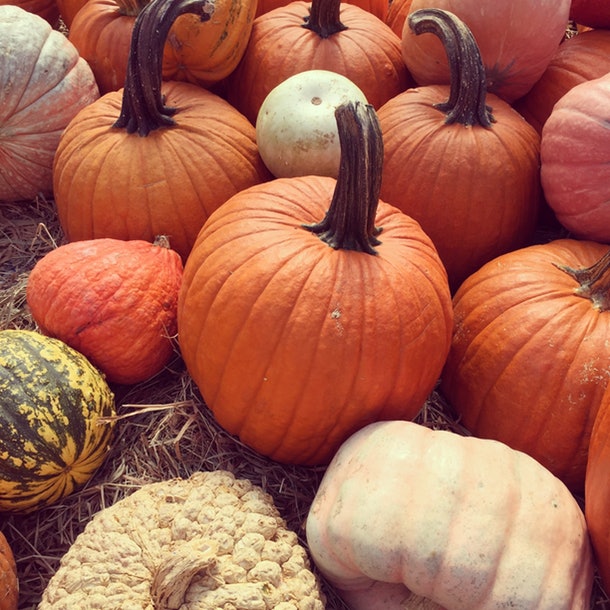 Romper - Why Do I Love Pumpkins So Much? Experts Confirm The Nostalgic ...